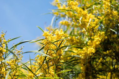 Mimoza ağacının çiçek açması (Acacia pycnantha, altın gerdan) baharda kapanıyor, parlak sarı çiçekler, Coojong, altın çelenk gerdanlığı, turuncu gerdanlık, mavi yapraklı gerdanlık, akasya salyası