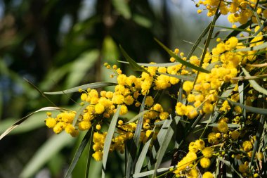 Mimoza ağacının çiçek açması (Acacia pycnantha, altın gerdan) baharda kapanıyor, parlak sarı çiçekler, Coojong, altın çelenk gerdanlığı, turuncu gerdanlık, mavi yapraklı gerdanlık, akasya salyası