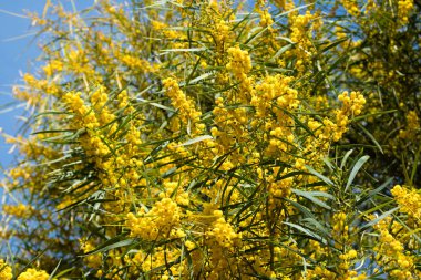 Mimoza ağacının çiçek açması (Acacia pycnantha, altın gerdan) baharda kapanıyor, parlak sarı çiçekler, Coojong, altın çelenk gerdanlığı, turuncu gerdanlık, mavi yapraklı gerdanlık, akasya salyası