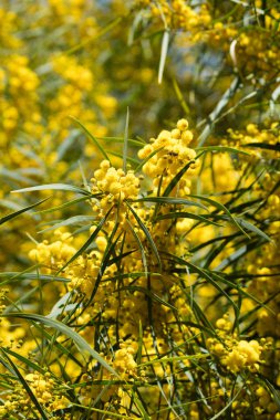 Mimoza ağacının çiçek açması (Acacia pycnantha, altın gerdan) baharda kapanıyor, parlak sarı çiçekler, Coojong, altın çelenk gerdanlığı, turuncu gerdanlık, mavi yapraklı gerdanlık, akasya salyası
