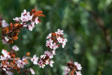 Güzel pembe yabani kiraz çiçeği, güzel bir güneşli ve rüzgarlı bir günde baharda tam çiçek çiçek