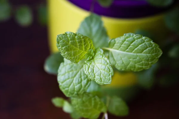 Mint herb plant growing at home in the pot close up