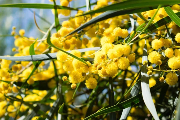 Mimoza ağacının çiçek açması (Acacia pycnantha, altın gerdan) baharda kapanıyor, parlak sarı çiçekler, Coojong, altın çelenk gerdanlığı, turuncu gerdanlık, mavi yapraklı gerdanlık, akasya salyası
