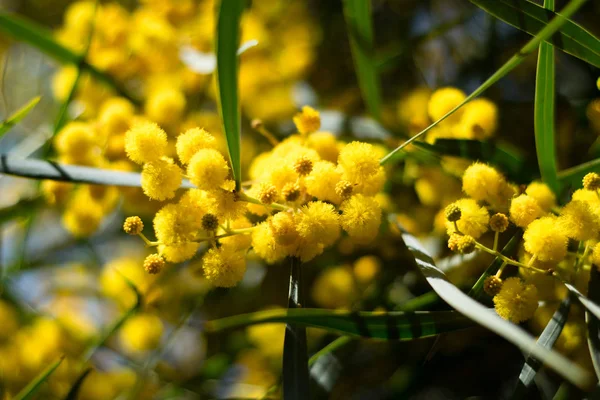 Floração Árvore Mimosa Acacia Pycnantha Acácia Dourada Fechar Primavera Flores — Fotografia de Stock