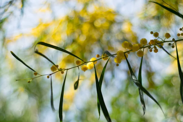 Floração Árvore Mimosa Acacia Pycnantha Acácia Dourada Fechar Primavera Flores — Fotografia de Stock