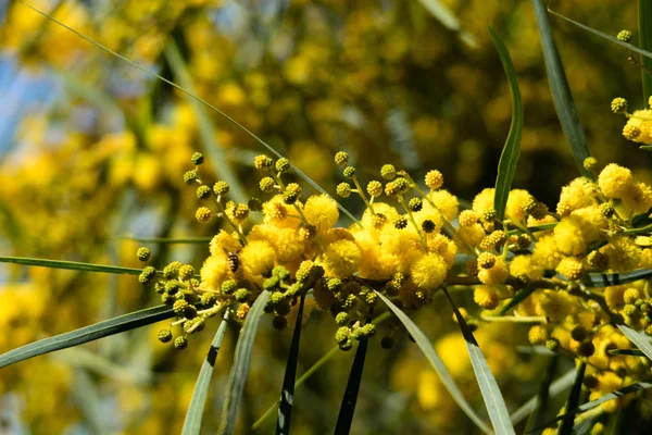 Floração Árvore Mimosa Acacia Pycnantha Acácia Dourada Fechar Primavera Flores — Fotografia de Stock