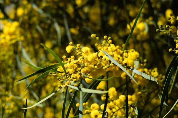 Floração Árvore Mimosa Acacia Pycnantha Acácia Dourada Fechar Primavera Flores — Fotografia de Stock