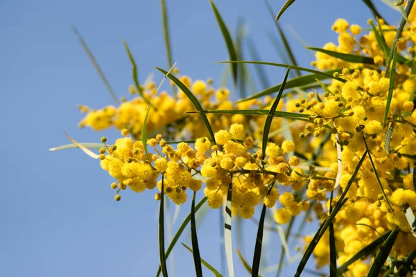 Цвітіння Дерева Мімози Acacia Pycnantha Золота Битва Крупним Планом Навесні — стокове фото