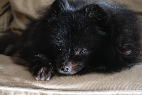 Black pomeranian spitz lays on the sofa, fluffy cute dog