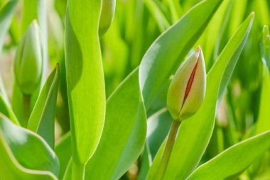 Arka plan büyüyen yeşil Tulip bud. Doğa uyanış, ilk çiçekler, tezcan, bahar kavramı için arıyorsunuz