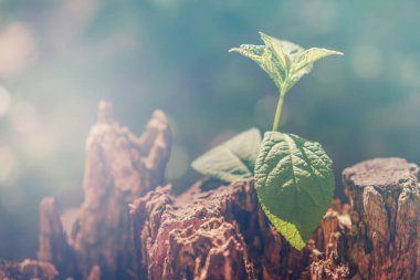 Yeni yaşam konsepti ile fide büyüyen yaprak ağaç filiz. İş geliştirme sembolü fikri.