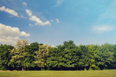 alan, ağaçlar ve mavi gökyüzü manzara, yeşil çim çayır yaz