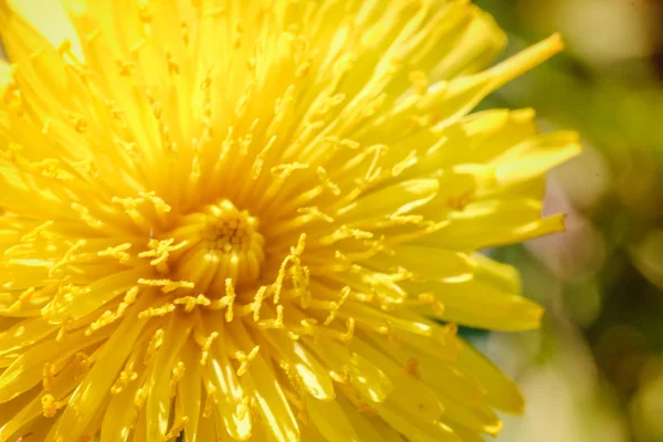黄色のタンポポ マクロ クローズ アップ公園メドウズ フィールド空港緑の春の背景の花 — ストック写真