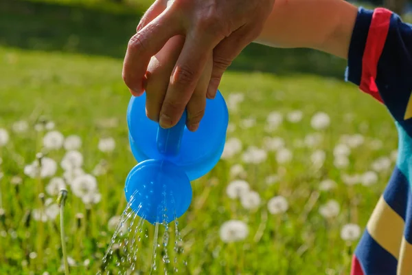 Hand Strössel Gräs Från Vattenkanna Och Groddar Maskrosor Trädgården Eller — Stockfoto