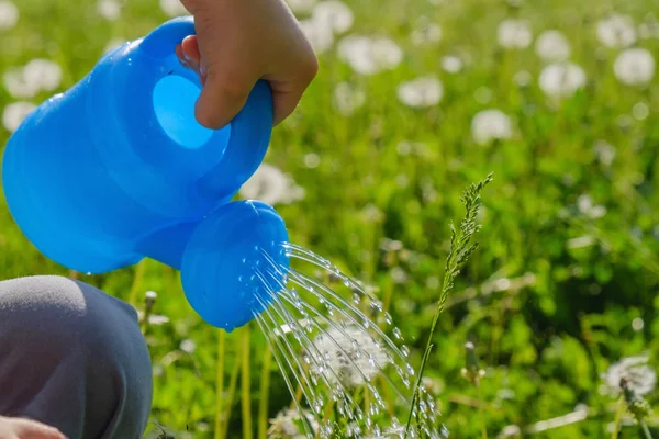 Hand Streut Gras Aus Der Gießkanne Und Löwenzahnsprossen Garten Oder — Stockfoto