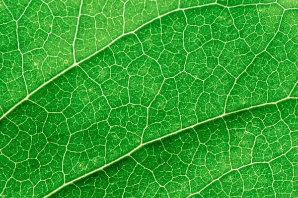 Green Leaves Background Leaf Texture Macro Texture Royalty Free Stock Images