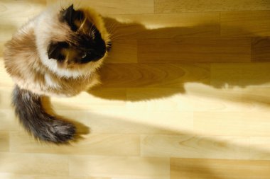 Şirin Bali kedi oturma rahat oturma odasına akması öğleden sonra güneş ışığı altında. Kapalı kopya alanı ile güneşlenme kedi