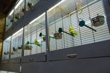 Bir evcil hayvan dükkânı kuş kafesi. Satılık Evcil hayvan ve hayvan petshop