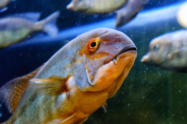 Egzotik tropik balık closeup Yüzme sualtı akvaryum