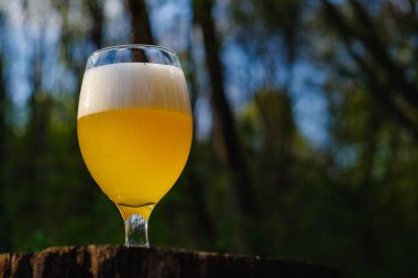 İki bardak soğuk bira doğa ağaç parkı arka planda orman üzerinde