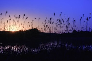 Gün batımında bir nehrin kenarında, ön planda sazlıklar. Gün ışığında nehirde kuru kamış. Nehir kıyısında akşam. Altın baston. Renkli fotoğraf.