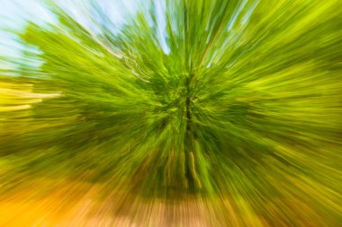 Yeşil arka plan ağaç kırsal açık havada. Zoom Hız mevsimlik hareket. Uzaklaştırma tarafından yaratılmıştır.