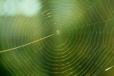 Örümcek web makro doğa sabah böcek arka plan