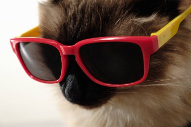 Güneş gözlüğü beaty portre sevimli evcil, Bali dili ile komik kedi