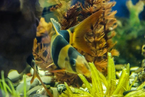 Beautiful fish in the aquarium, aquarium on the background of aquatic plants