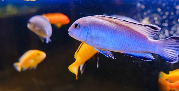 Egzotik Tropik Balık Closeup Yüzme Sualtı Akvaryum — Stok fotoğraf