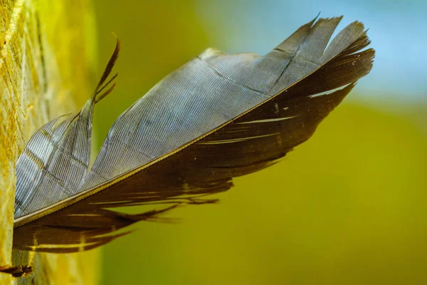 Pluma Del Pájaro Está Atascada Corteza Del Árbol Concepto Ligero — Foto de Stock