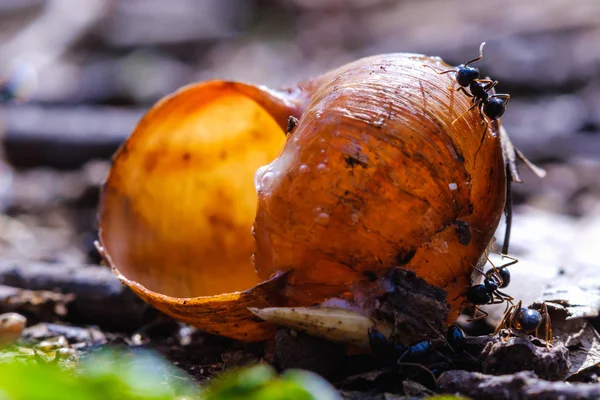 Big Ants Eat Prey Snail Colony Macro Close — Stock Photo, Image