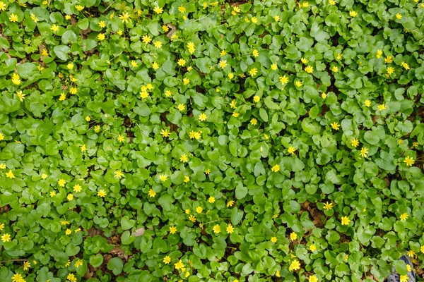 Sarı Karahindibalı Yeşil Alan Yerdeki Sarı Bahar Çiçeklerine Yakın Çekim — Stok fotoğraf