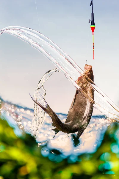 Pesca Lago Día Soleado Verano Cañas Pescar Flotantes Besugo Cerca — Foto de Stock