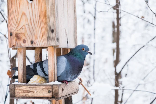 Birdhouse Bedekt Met Sneeuw Een Koude Winter Forest Een Duif — Stockfoto