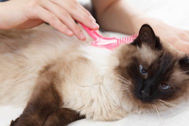 Kedi kürk için bakım. El tarağı kabarık kedi tarafından penye. Yurtiçi hayvan bakımı Balili alarak.