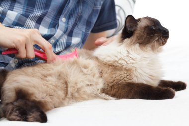 Kedi kürk için bakım. El tarağı kabarık kedi tarafından penye. Yurtiçi hayvan bakımı Balili alarak.