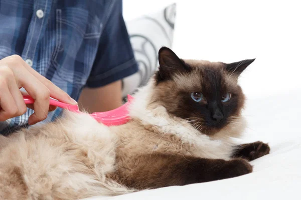 Cuidar Pêlos Gato Mão Penteando Por Pente Gato Fofo Cuidar — Fotografia de Stock