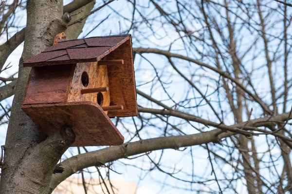 Casa Pájaros Madera Una Rama Árbol Parque Otoño Contra Cielo — Foto de Stock