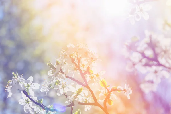 White cherry blossoms in spring sun with blue sky background