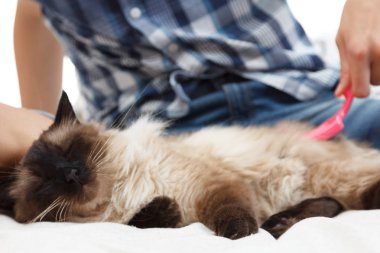 Kedi kürk için bakım. El tarağı kabarık kedi tarafından penye. Yurtiçi hayvan bakımı Balili alarak.