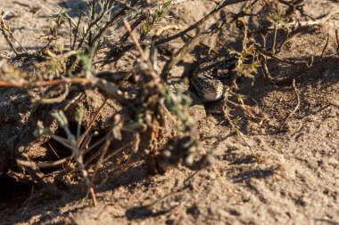 onun yuva yakınlarında çölde kum üzerinde küçük gri kertenkele