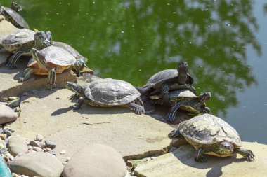 Kırmızı kulaklı kaymak kaplumbağa. Trachemys scripta elegans. Portre kadar kapatın