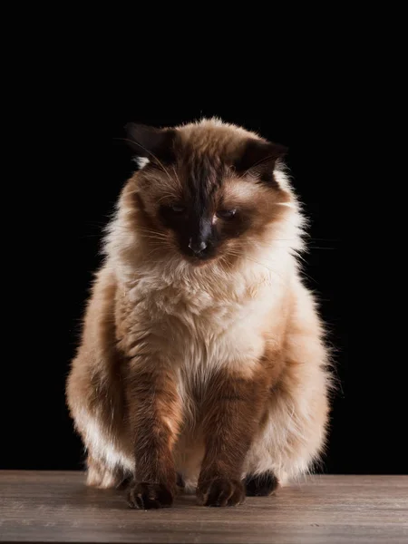 Prachtige Balinese Kat Staand Met Blauwe Ogen Geïsoleerd Zwarte Close — Stockfoto