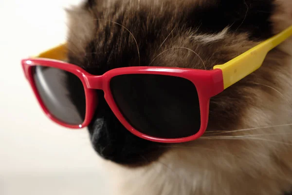 Chat Drôle Avec Des Lunettes Soleil Portrait Beaty Mignon Domestique — Photo