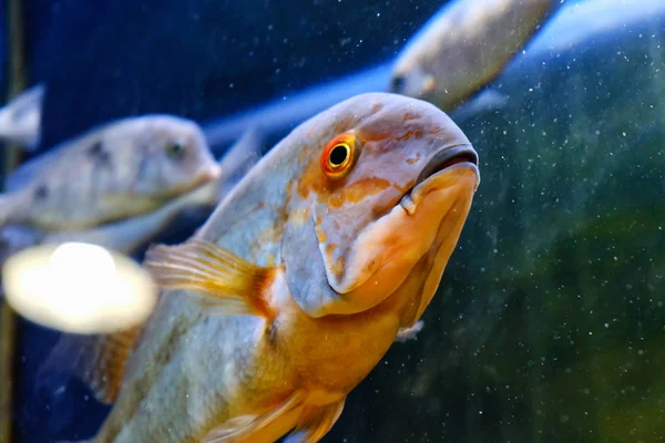 Exotische Tropische Fische Nahaufnahme Schwimmen Unterwasseraquarium — Stockfoto