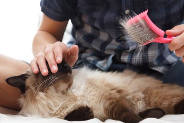 Kedi kürk için bakım. El tarağı kabarık kedi tarafından penye. Yurtiçi hayvan bakımı Balili alarak.