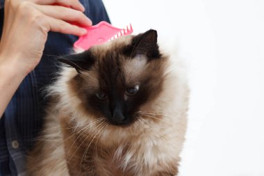 Kedi kürk bakımı. El tarağı kabarık kedi tarafından penye. Yurtiçi hayvan bakımı Balili alarak.