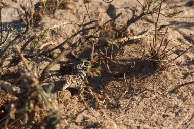 onun yuva yakınlarında çölde kum üzerinde gri kertenkele
