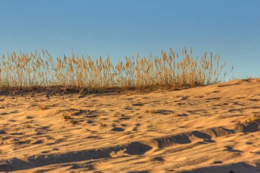 Bozkır otları günbatımı bir arka plan üzerinde. çerçeve benzeyen bir film. Kurutulmuş ot sıcak tonlarında güneş tarafından aydınlatılmış.